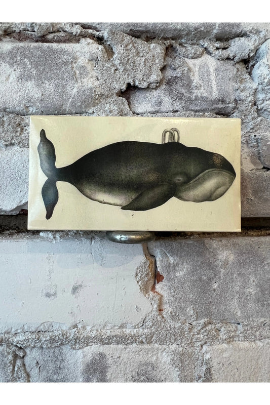 Whale & Clipper Ship Matches - DUNE + SALT