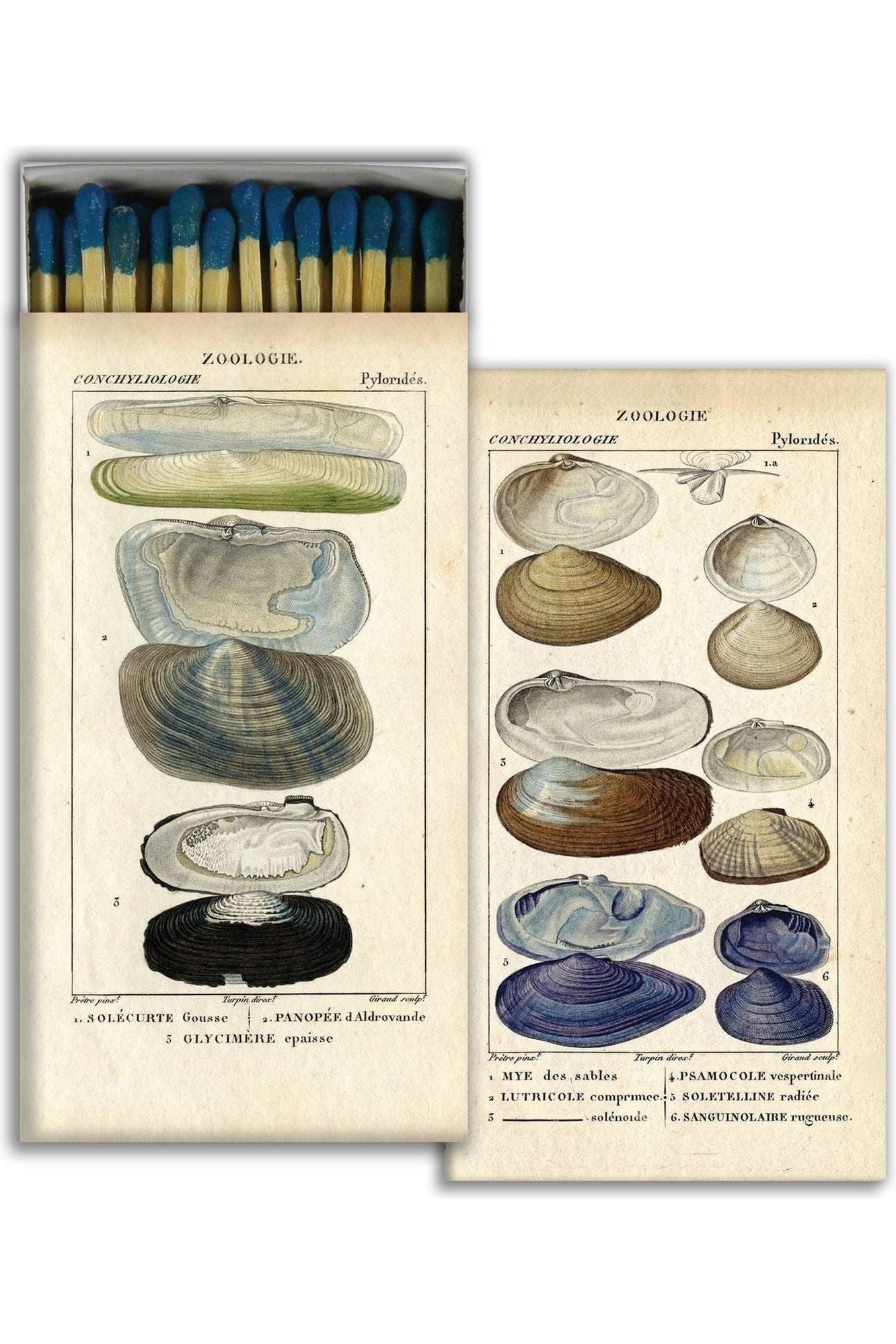 Seashell Specimens Matches - DUNE + SALT