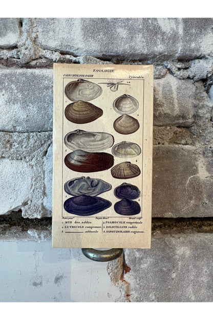 Seashell Specimens Matches - DUNE + SALT