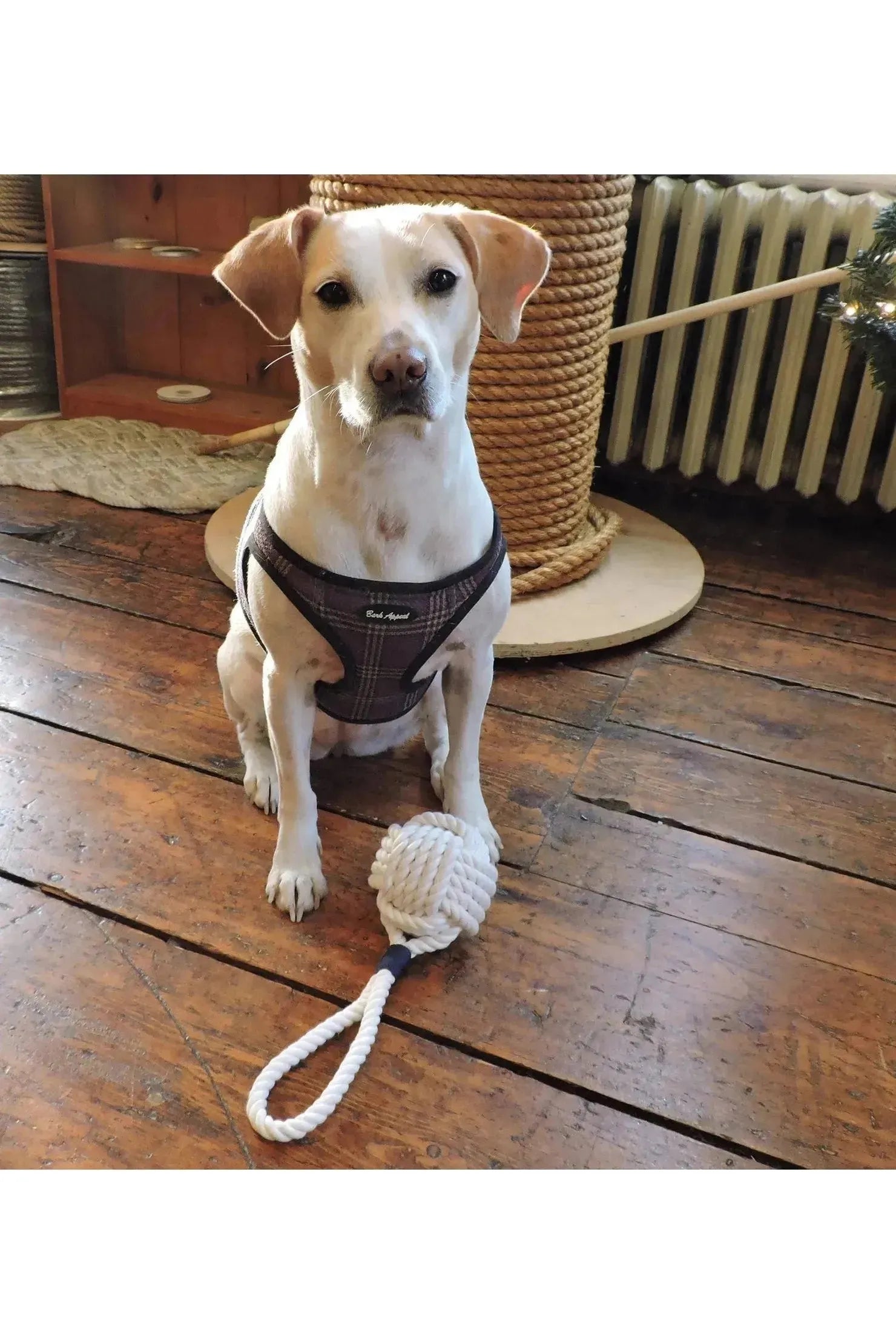 Large Monkey Fist Rope Dog Toy - Navy/Orange - DUNE + SALT